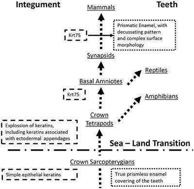 Co-option of Hair Follicle Keratins into Amelogenesis Is Associated with the Evolution of Prismatic Enamel: A Hypothesis